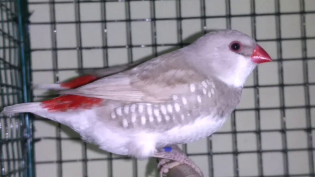 Silver Diamond fire Tail