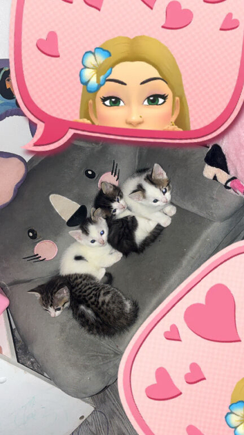 tabby kittens