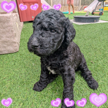 F1B Standard Goldendoodles Puppies