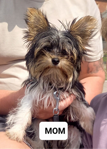BIEWER pups PEDIGREE