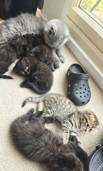 Beautiful Scottish fold kittens