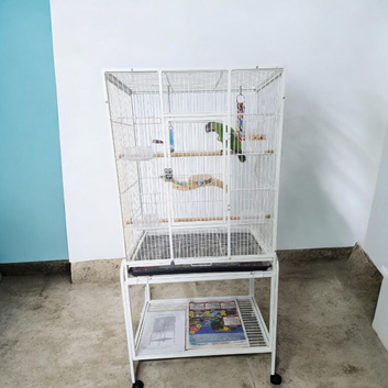Baby Senegal with new cage