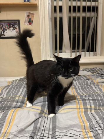 One year old male
