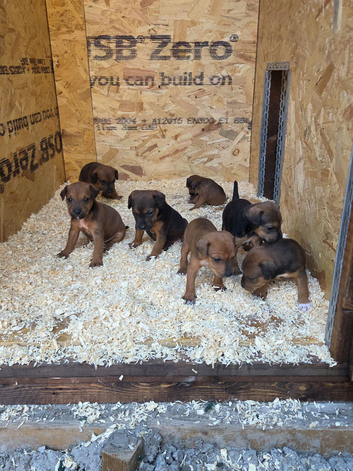 Jack Russell x lakeland pups