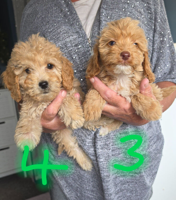 Cockapoo puppy boys