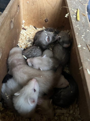 Baby Ferrets