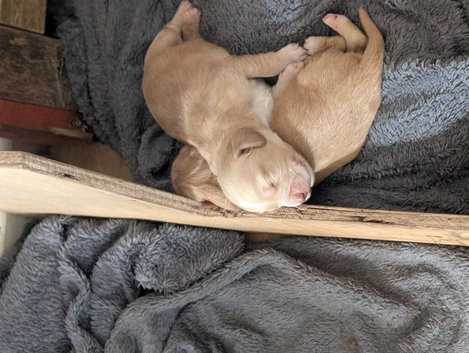 Stunning litter cocker spaniels