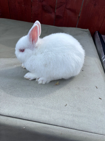 Two young Netherland dwarfs