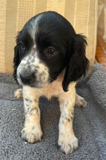 Working sprocker spaniels 4 GIRLS LEFT ONLY