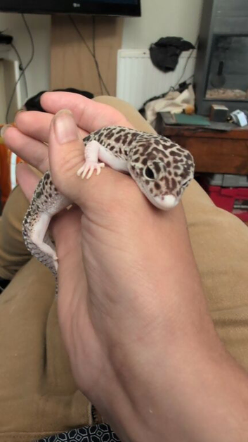 Leopard gecko