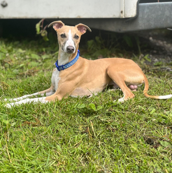 Storms golden boy whippet stud