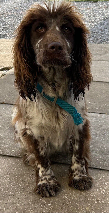 2 gorgeous cocker boys