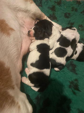 Springbatt puppies