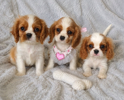 Beautiful blenheim pups