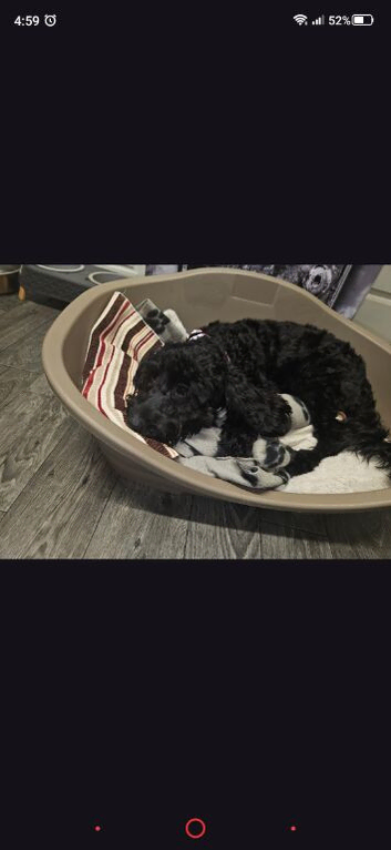 Puppy for sale