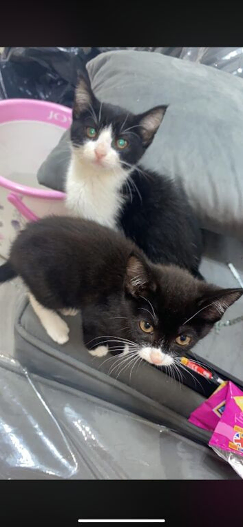 Two kittens !!!