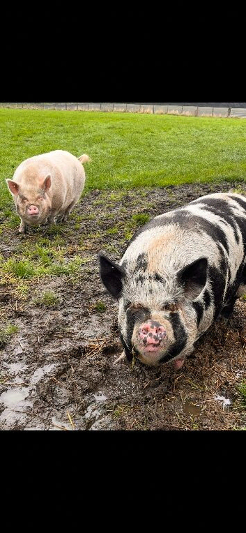 2 pigs free to good home