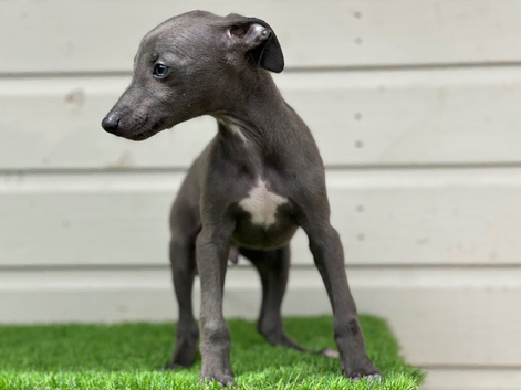 Whippet pups