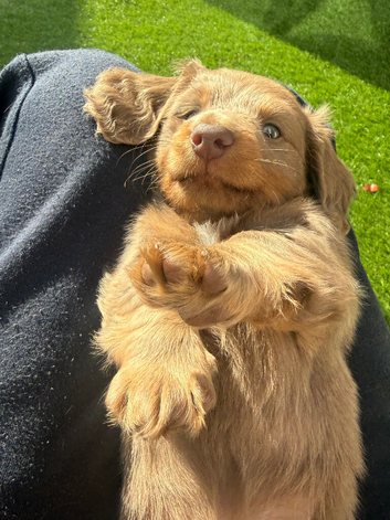 miniature dachshunds