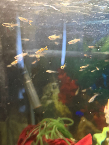 Baby guppies