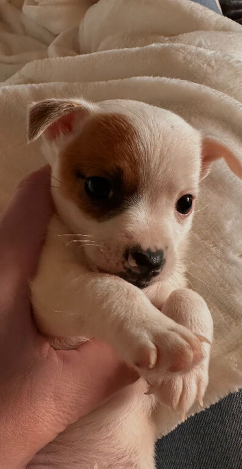 Beautiful little man