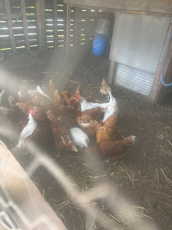 Brown hens