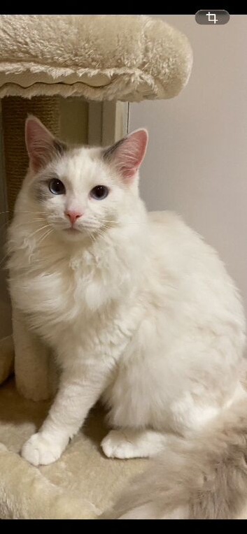 Stunning Ragdoll Male for Sale