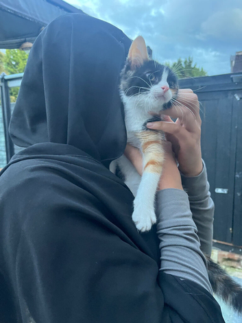 Kitten 15 weeks old