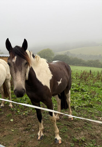 Smart Buckskin 3 yr old 15.2hh