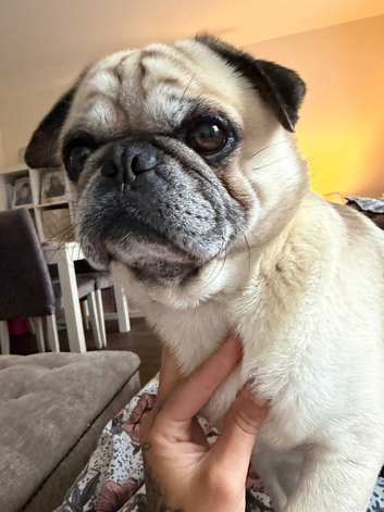 4 year old male pug up for stud