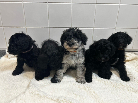 Miniature F1 Schnoodle Puppies