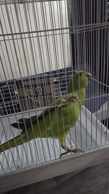 Green ringneck