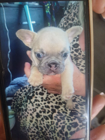 French bull dog puppies for sale