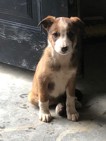 Welsh Sheepdog pups