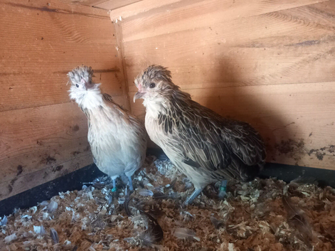 Rumples belgium bantams hens