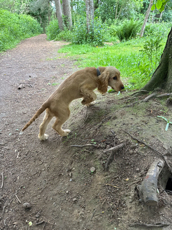 Cocker spaniel