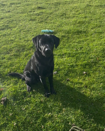 Beautiful 10 month male part trained