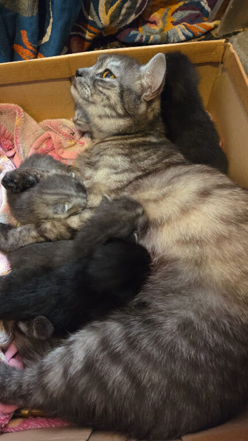 5 bootiful siberian/ragdoll kittens for sale!