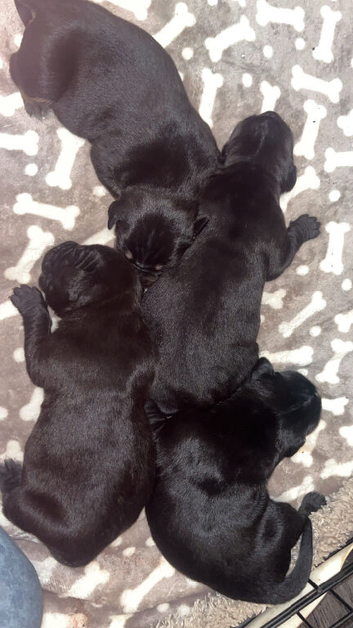 Gorgeous Canecorso/staffy/rottie pups