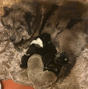Last merle female chow chow puppy ready to leave