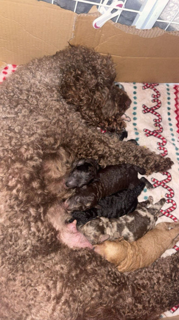 F2 cockapoo puppies 2 girls 2 boys left