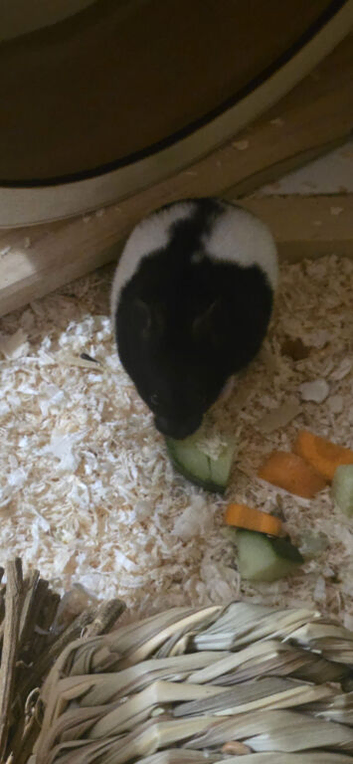 Hamster