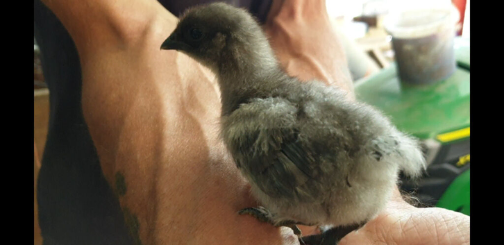 Easter egger 10 day old chicks