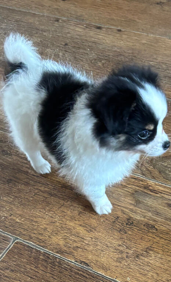 Stunning long haired Chihuahua puppy
