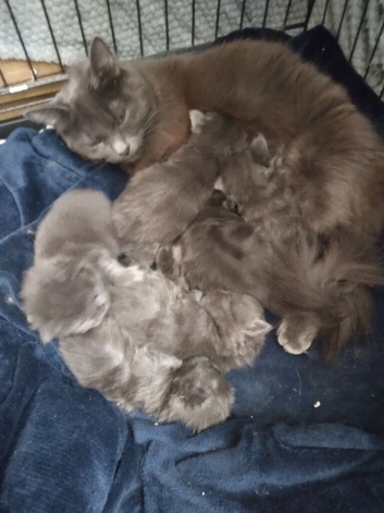 6 beautiful gray long hair British blue