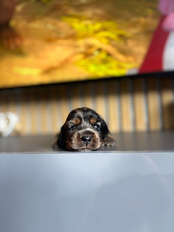 Miniature dachshund pups