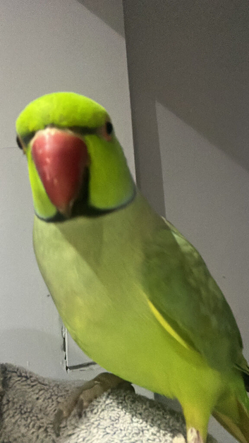Indian ring neck parrot for salr