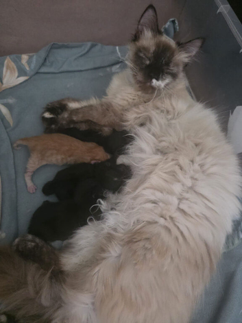 Kittens
