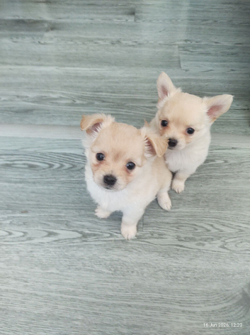 Chihuahua x pom x maltese
