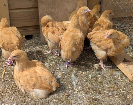 Buff Orpington LF Pullets available